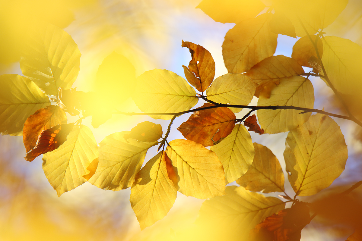 Goldener Herbst