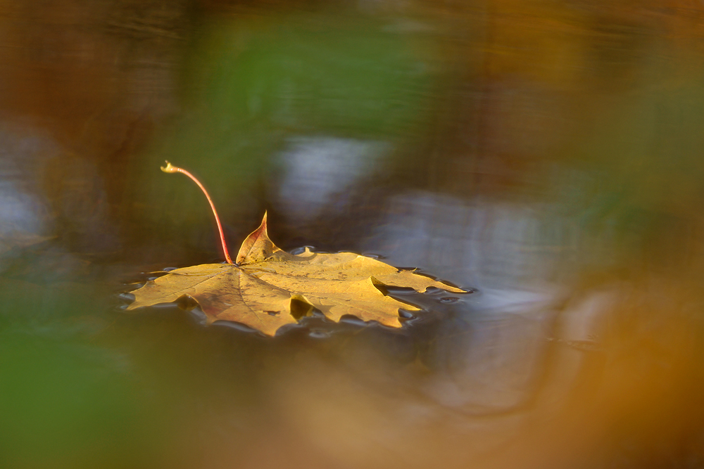 ein Novembertag