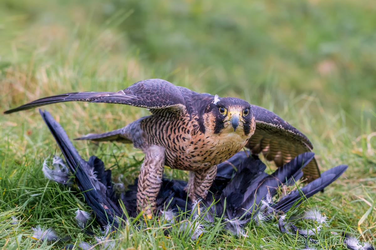 Nach erfolgreicher Jagd