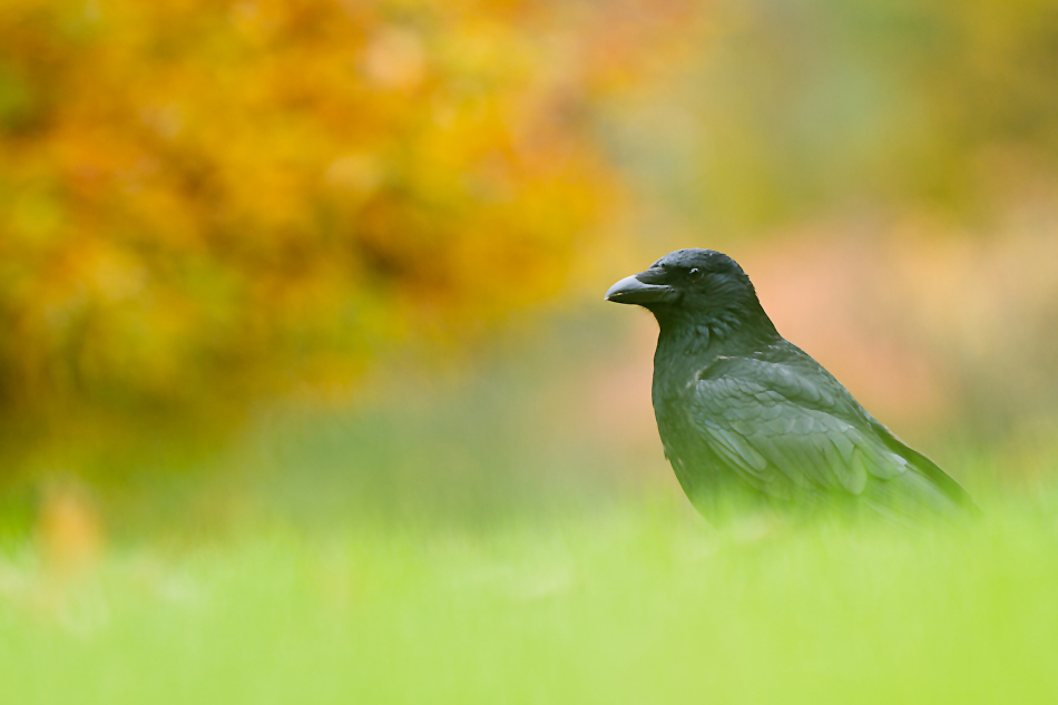 Herbst