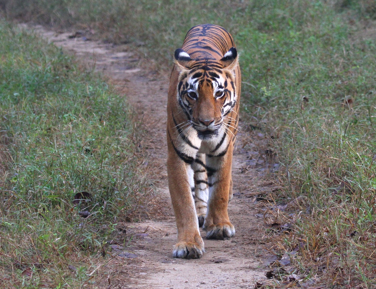 Tiger im Kanha Nationalpark – Madhya Pradesh - Indien