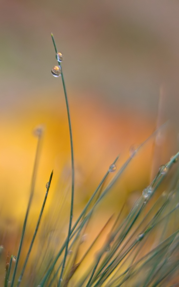 Herbstlicht in der Wiese