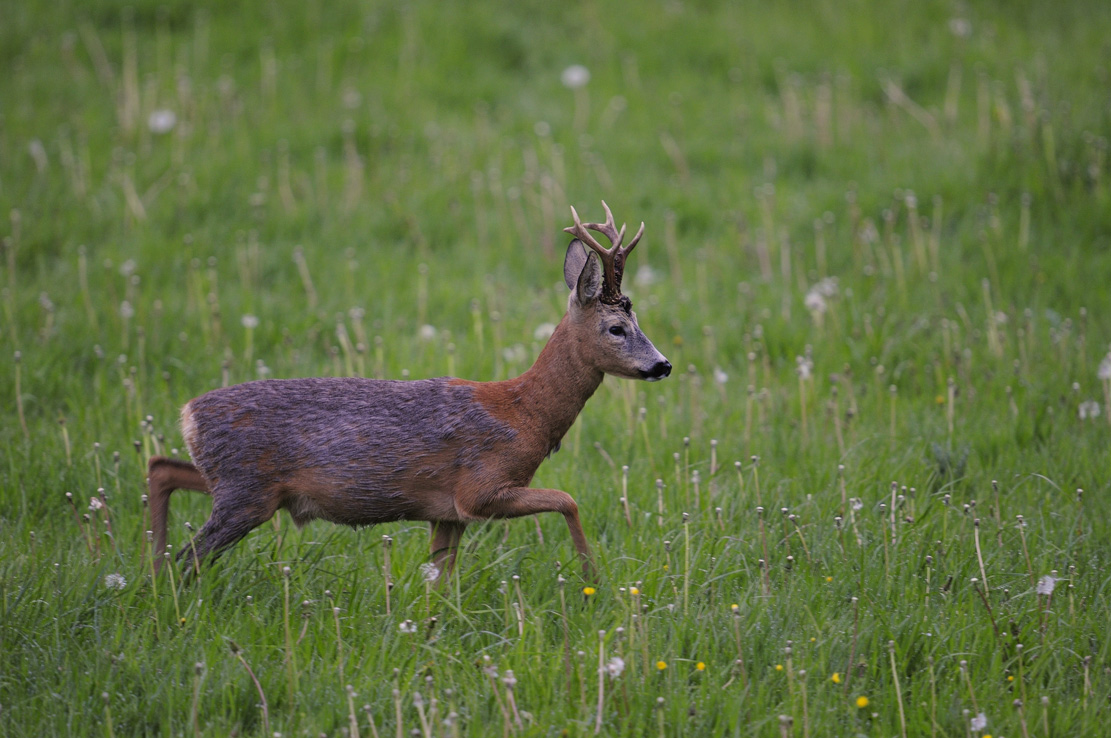 Rehbock (Capreolus capreolus)