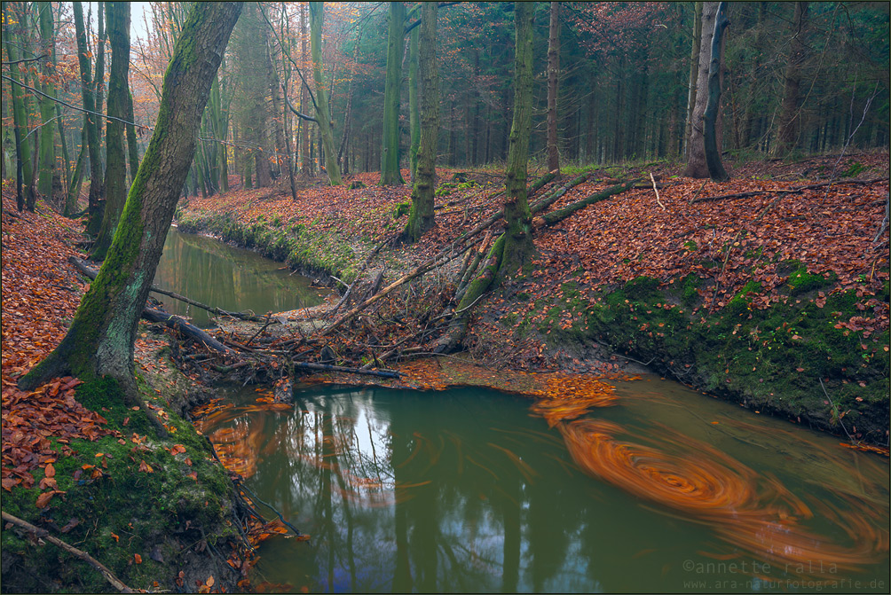 Herbstwald