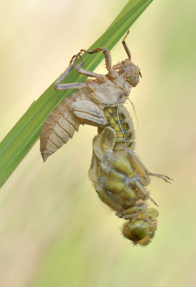 Der Plattbauch (Libellula depressa)