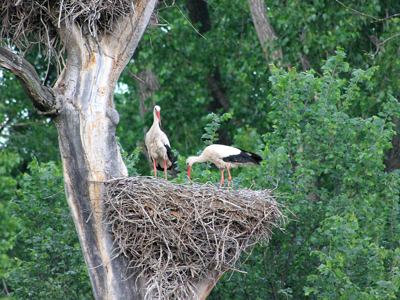 Storchenpaar am Nest