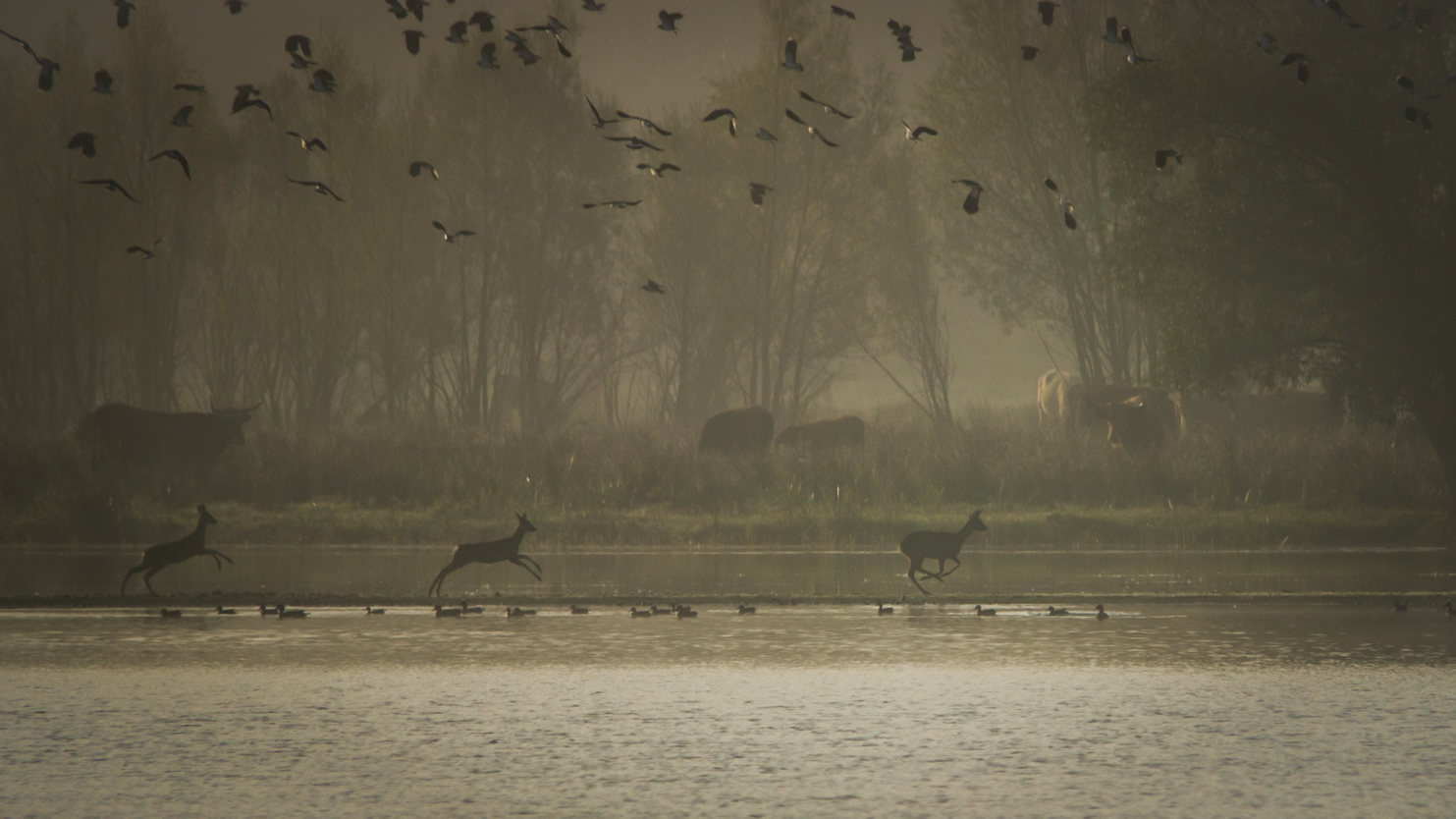 Rehe