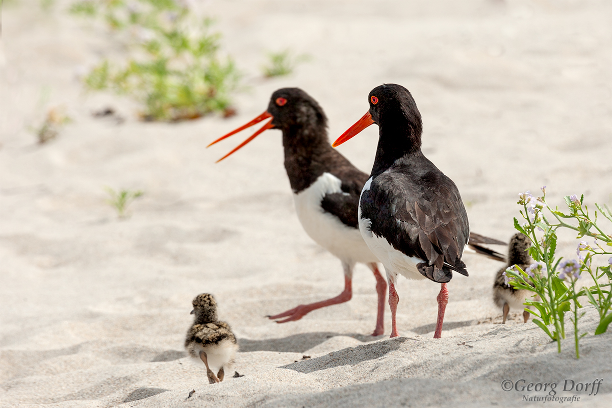 ~ kleine Familie Austernfischer ~