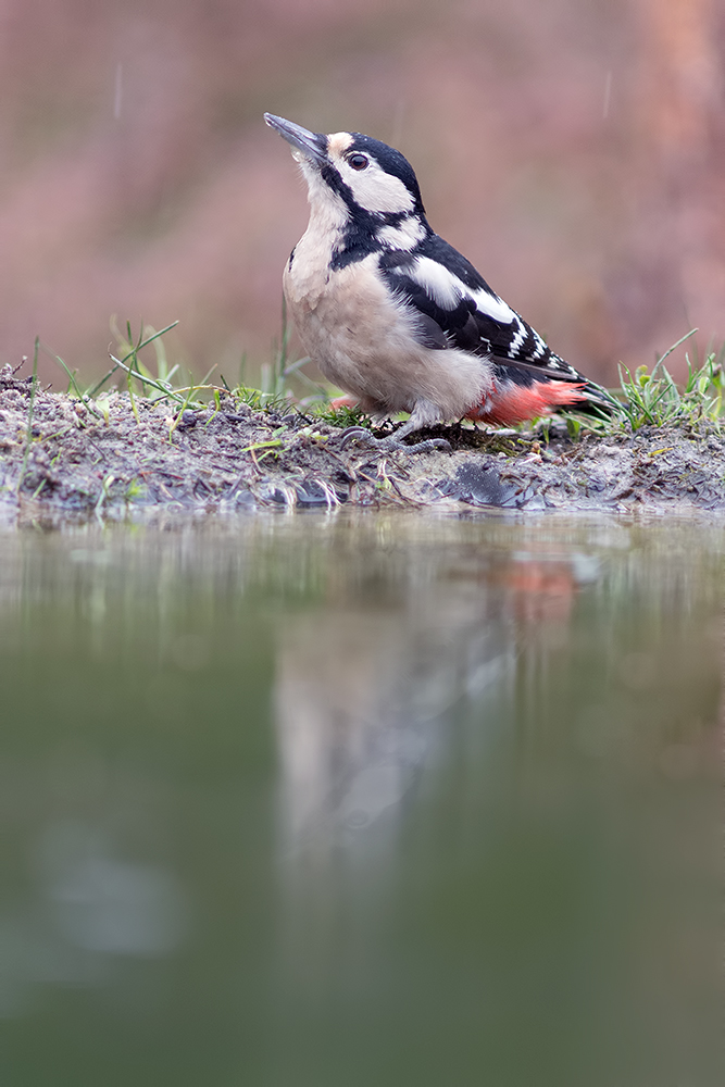 Besuch an der Tränke