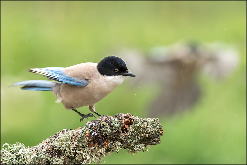 Blauelstern im Regen