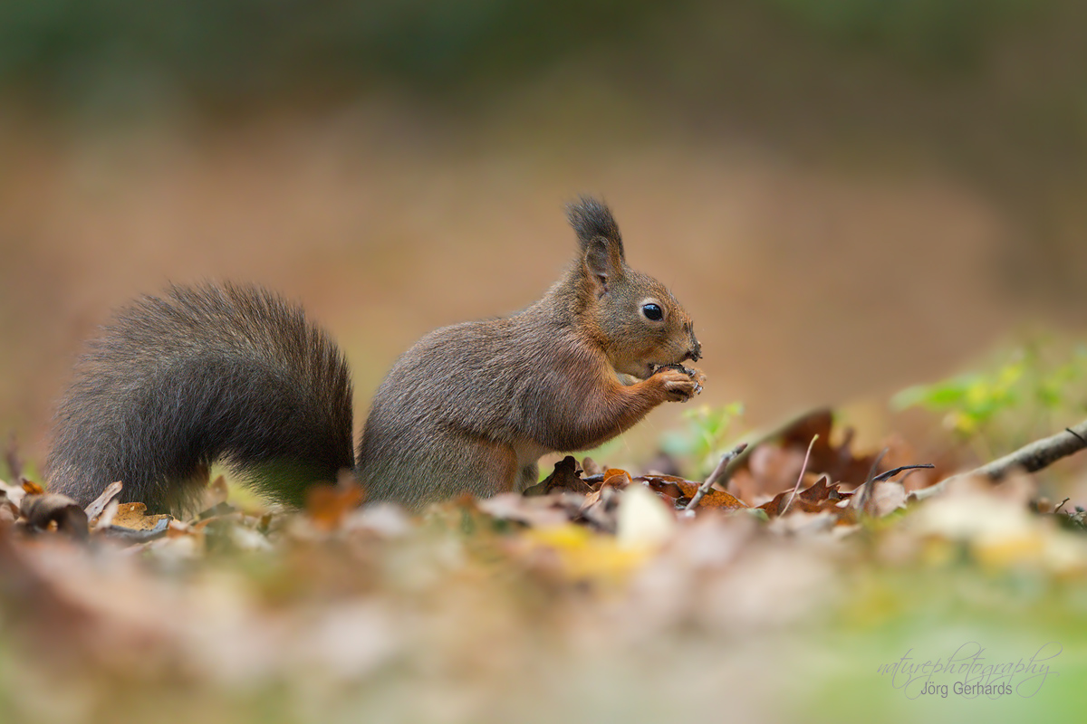 Autumn Colors - Herbstfarben
