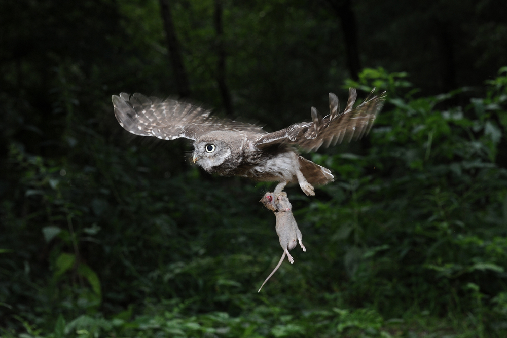 Steinkauz Jagdglück