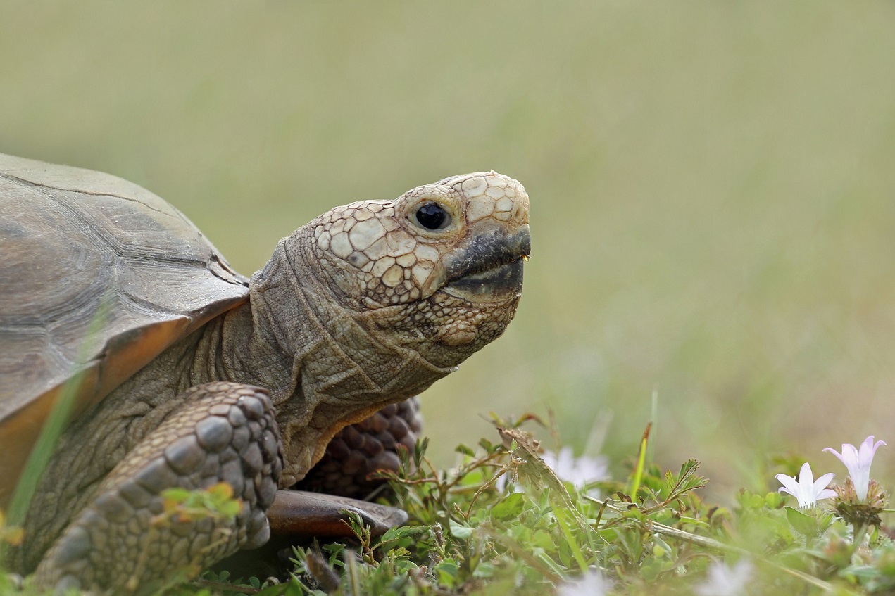 Gopherschildkröte (Gopherus polyphemus)