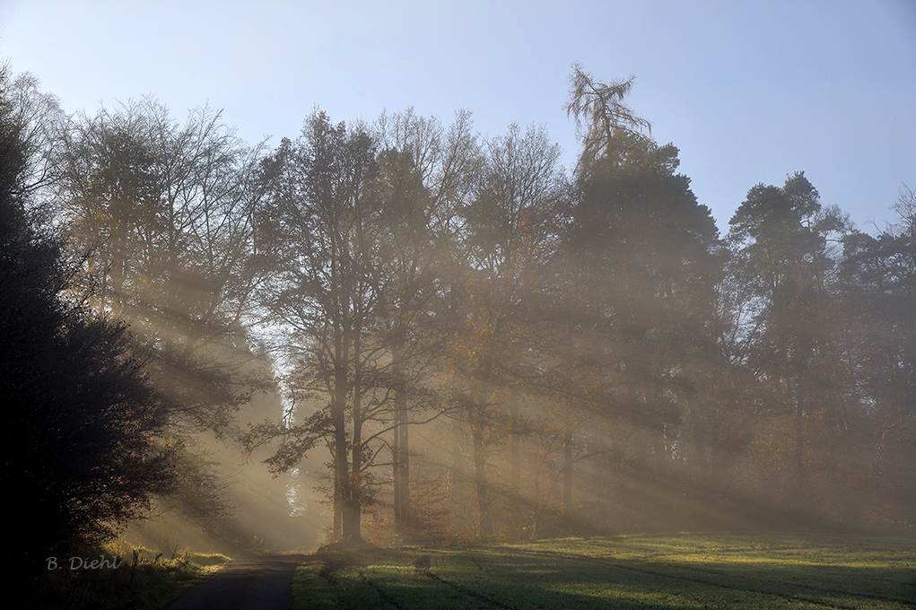 Morgenstimmung am Waldrand