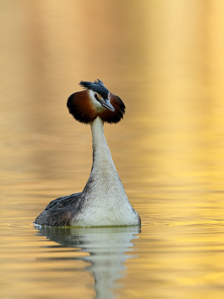 Podiceps cristatus (Forum für Naturfotografen)