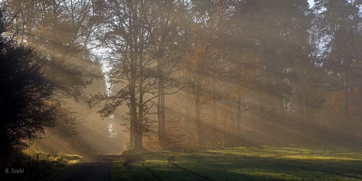 Morgenstimmung am Waldrand 2