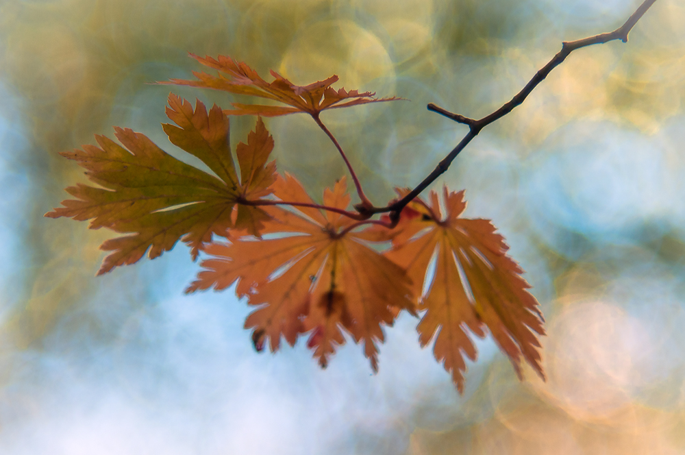 Herbstlaub