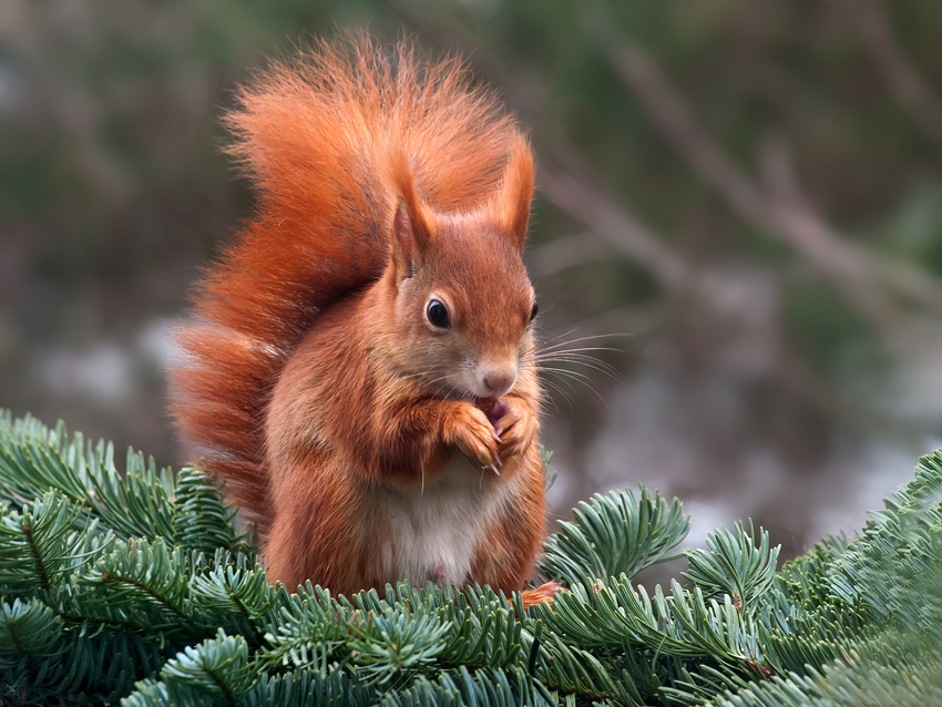 Unser neuer Wintergast