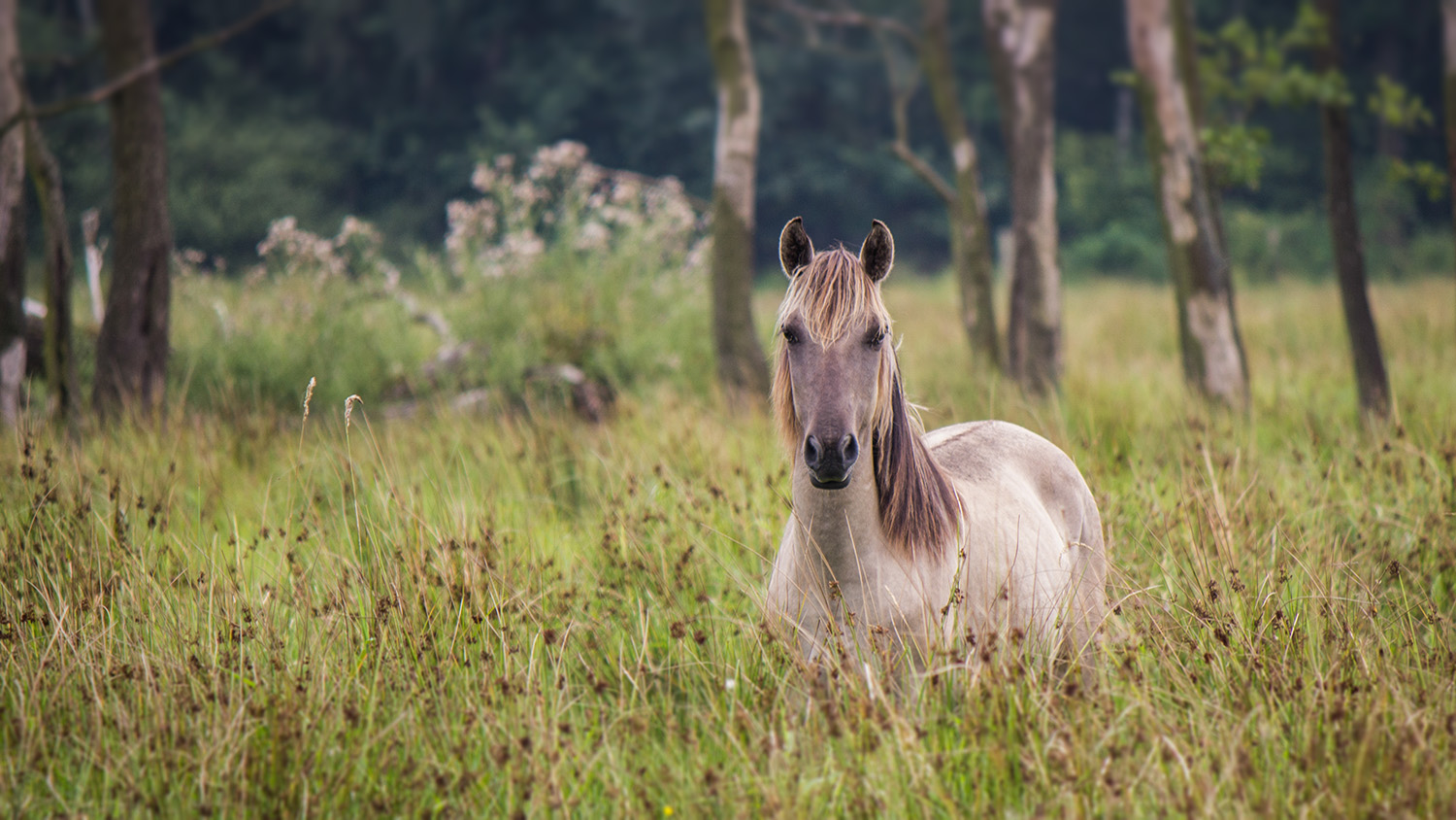 Konik