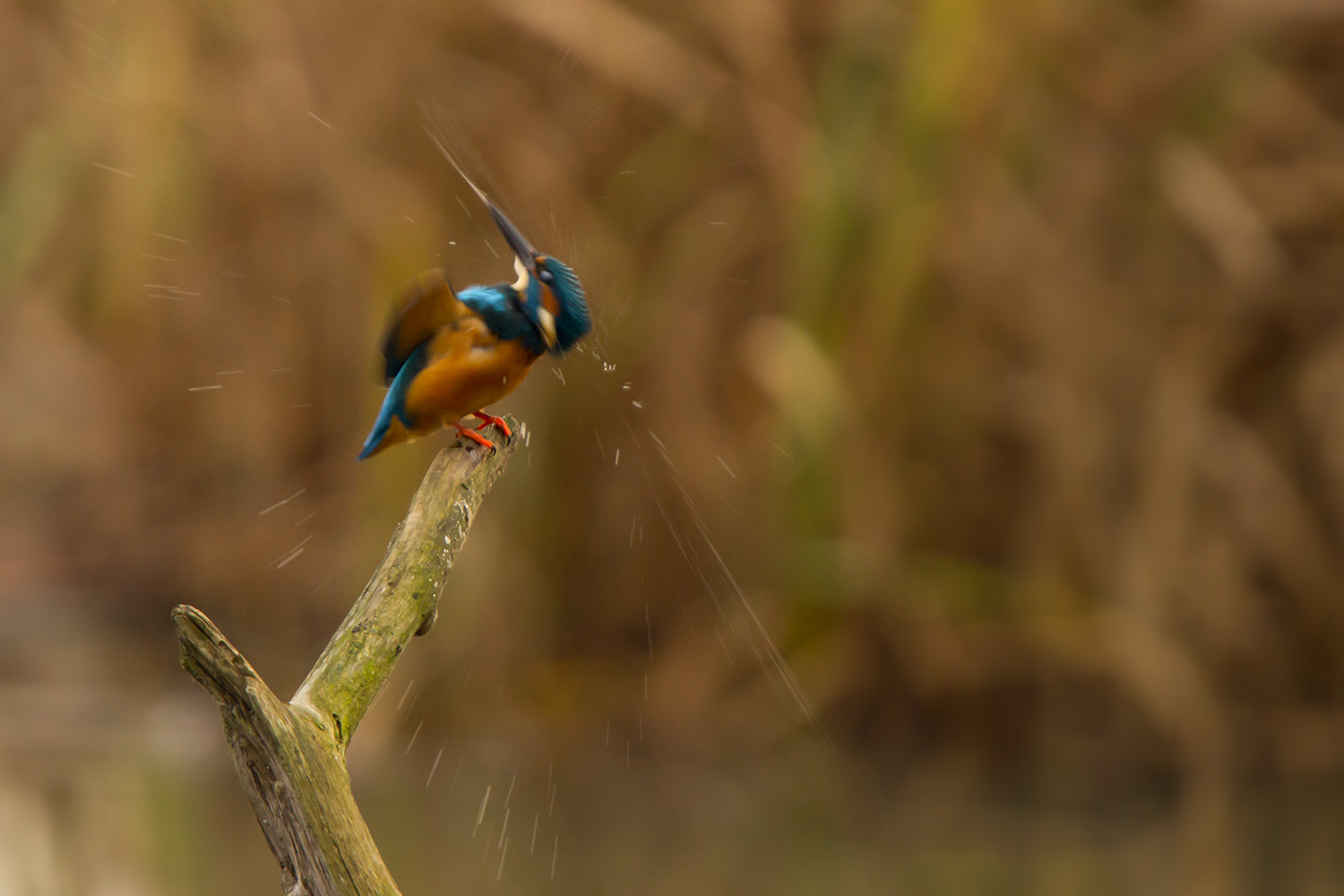 Eisvogel