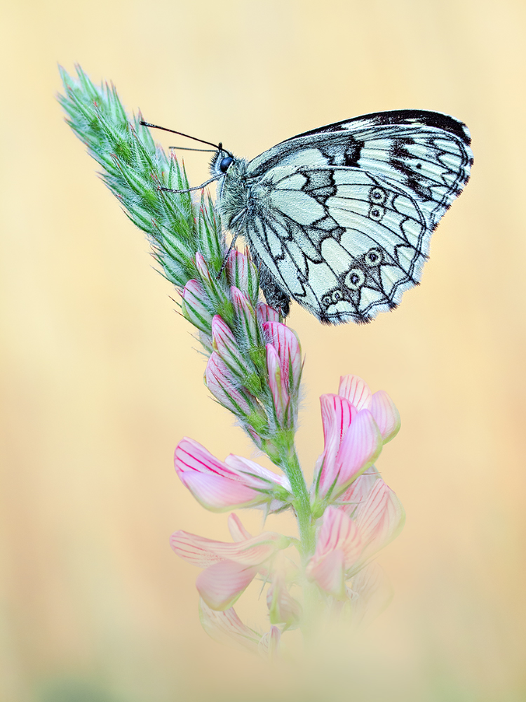 Melanargia galathea
