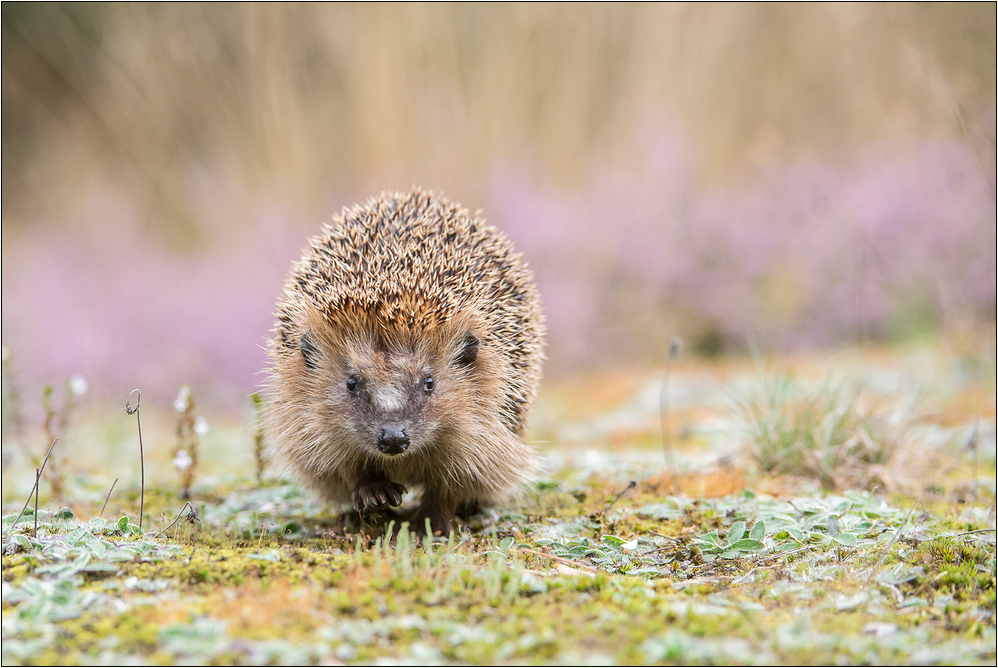 ~ Herbst-Igel ~