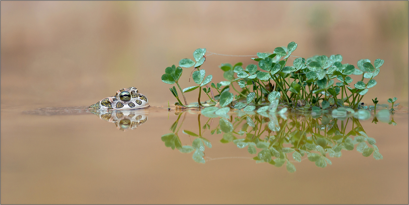 "Bufo im Glück"