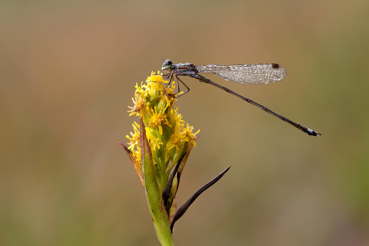 Kleinlibelle