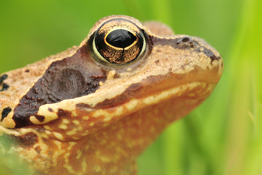 Grasfrosch