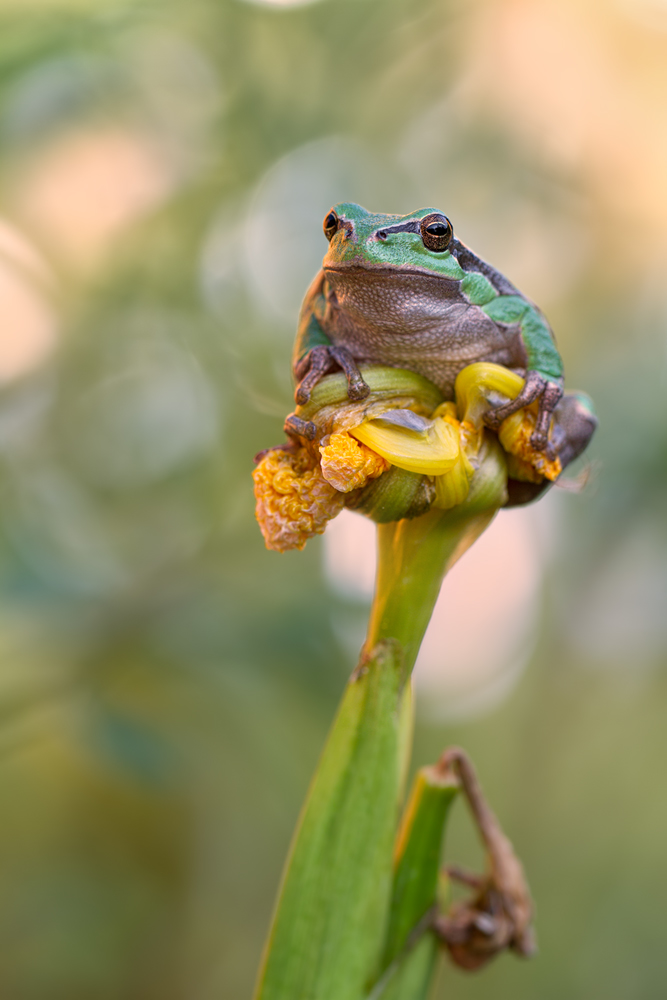 Der Froschkönig