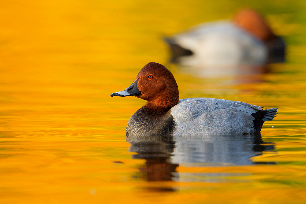 ~ Im gelben Wasser ~