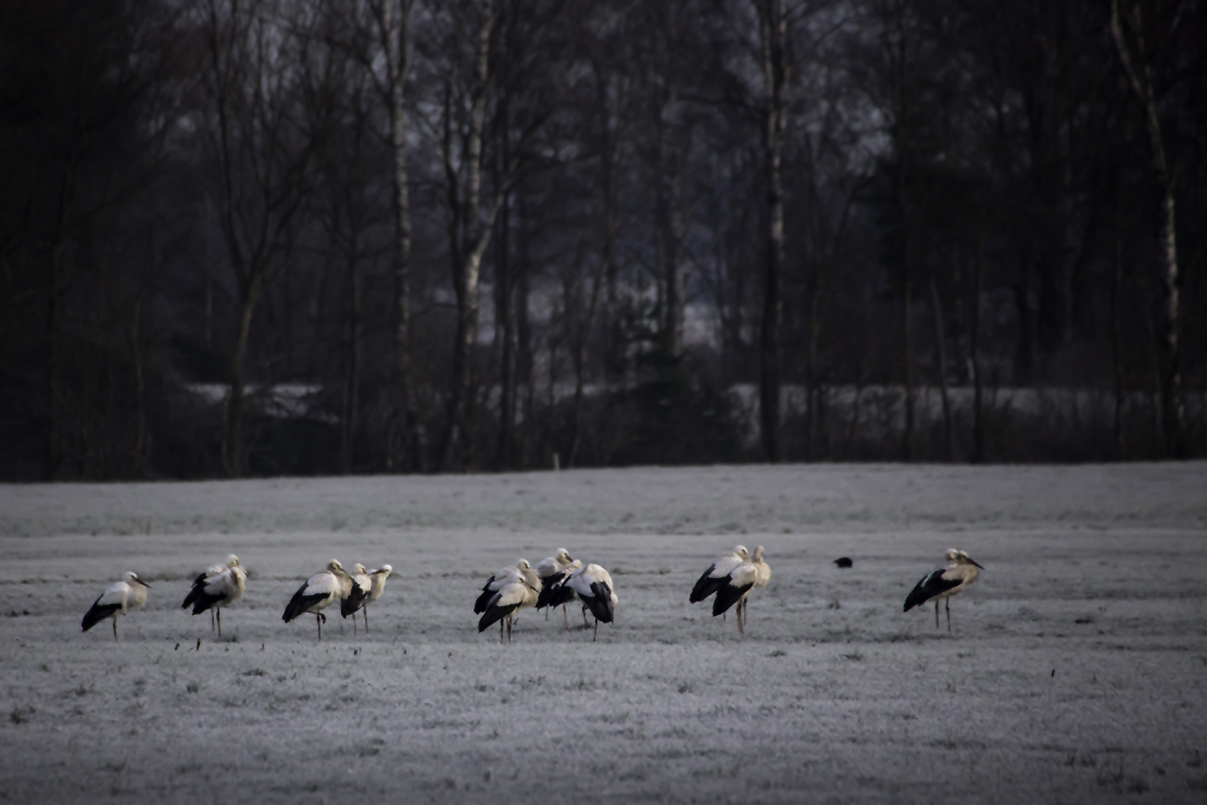Weissstörche im Winter