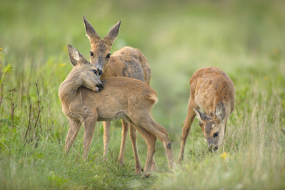 "...ganz in Familie..."