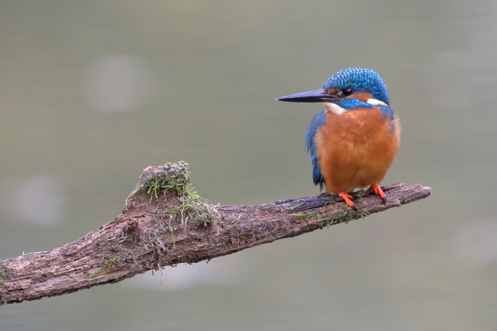 Eisvogel