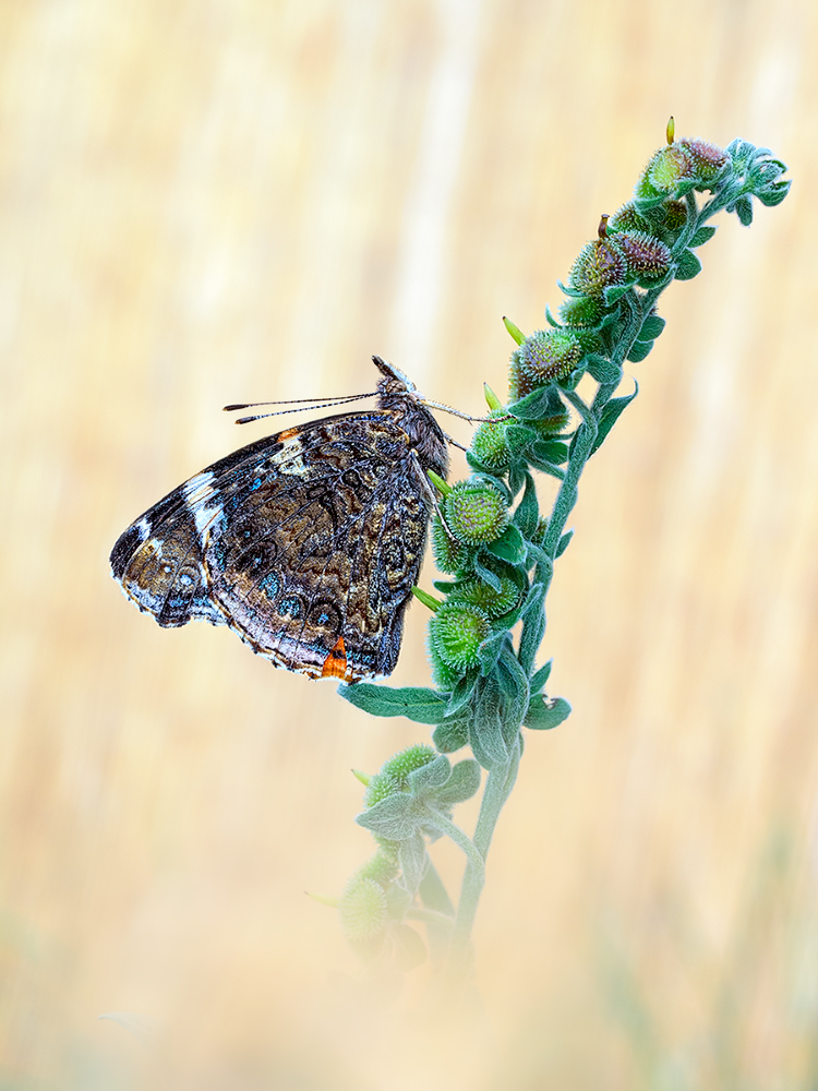 Vanessa atalanta