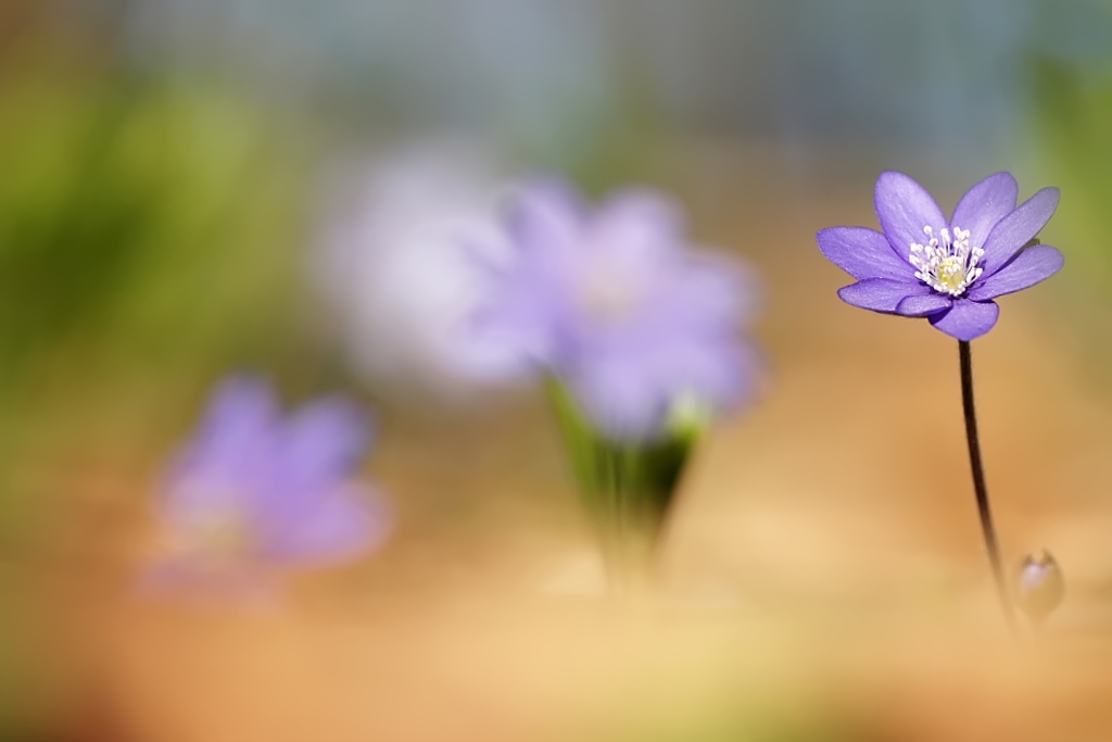 Leberblümchen