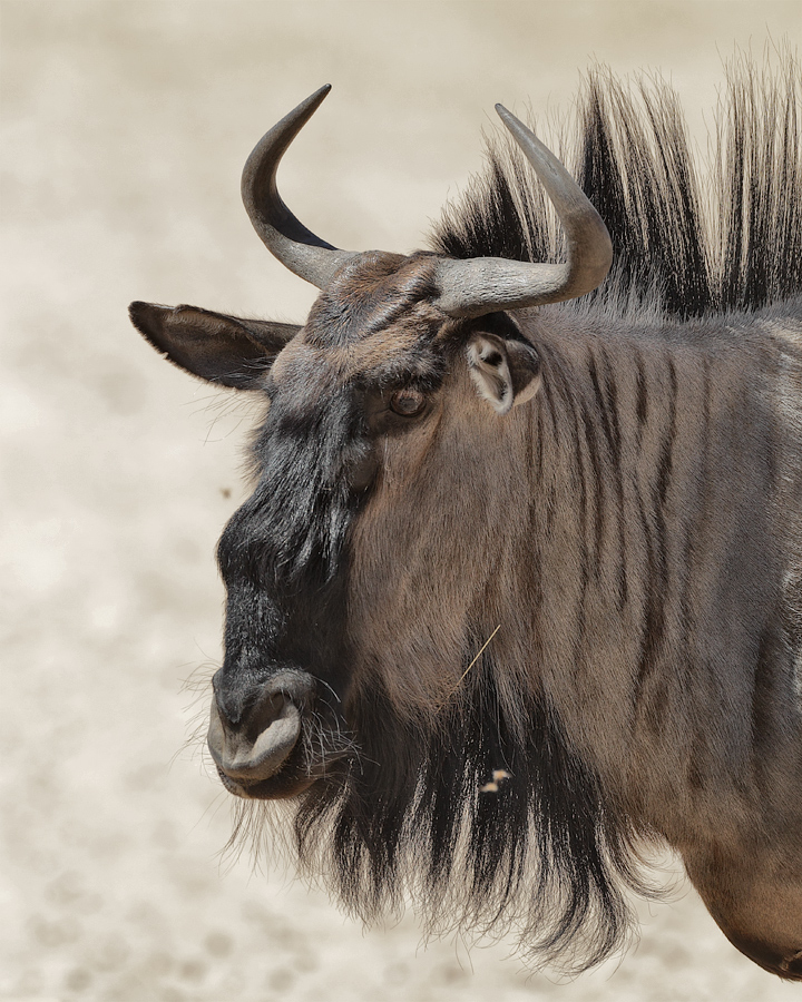 Gnu Portrait