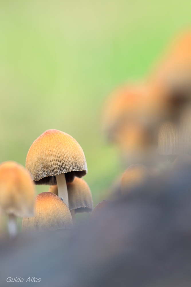 Gruppenpilz