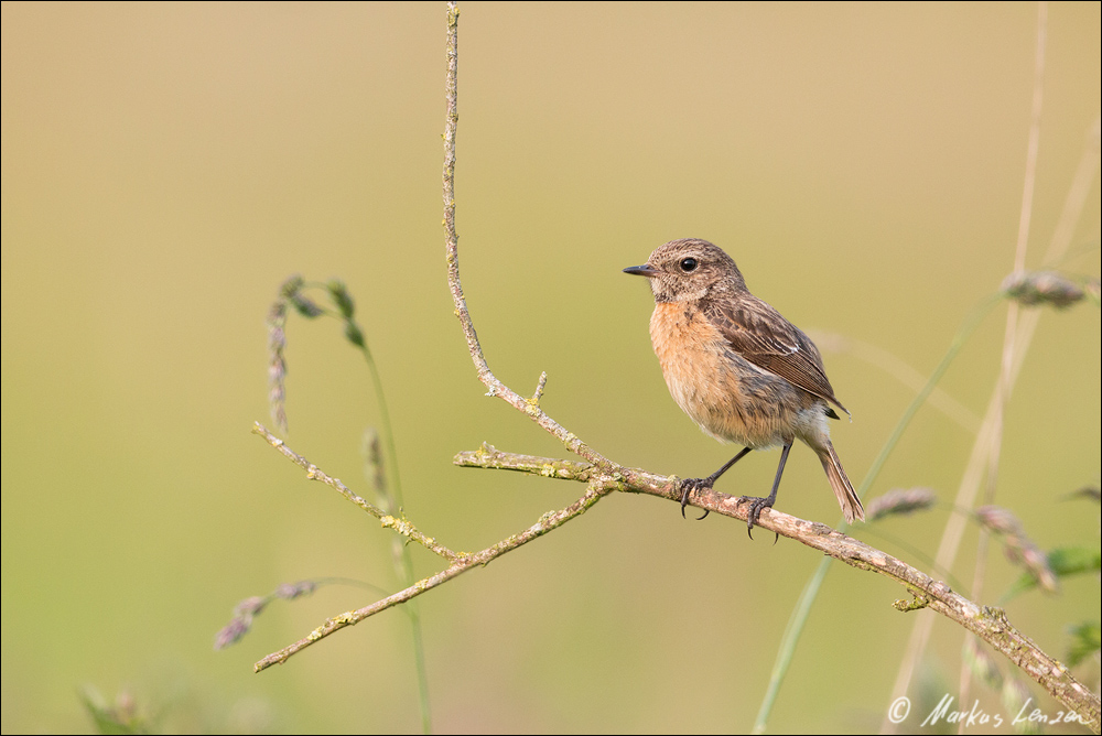 Weibchen des Europäischen Schwarzkehlchen (Saxicola rubicola)