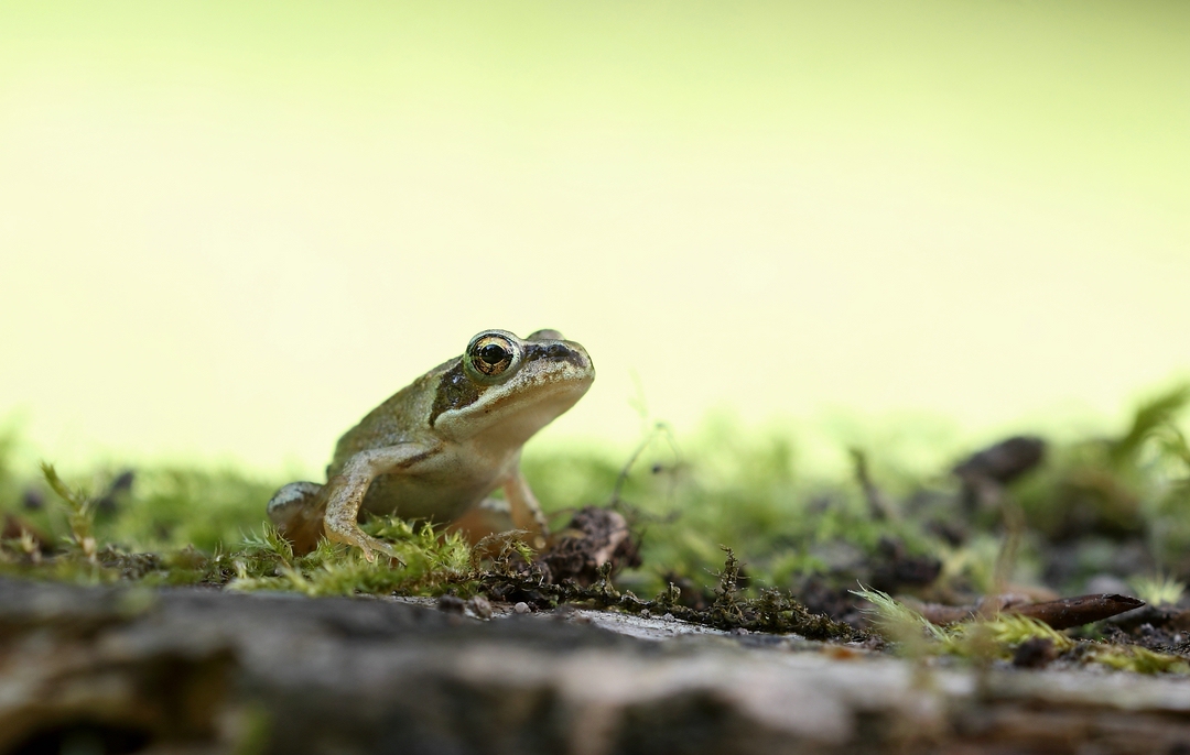 kleiner Frosch