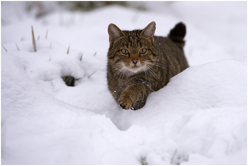 Eifeltiger