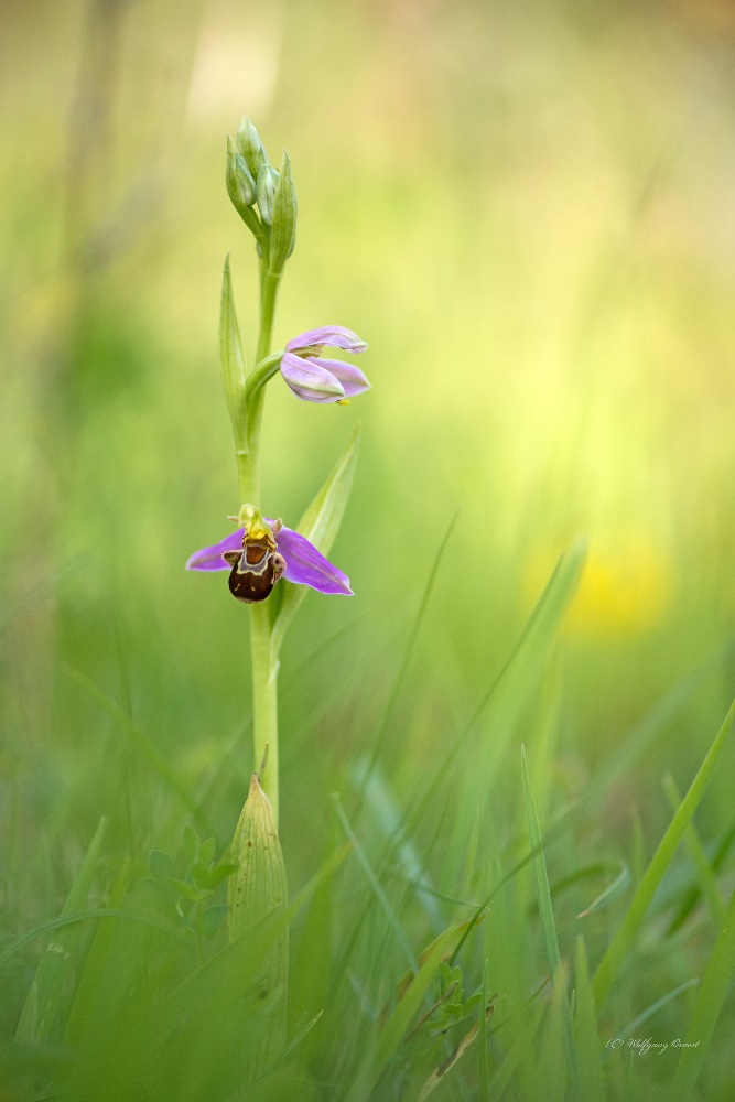 Bienen-Ragwurz (Ophrys apifera)