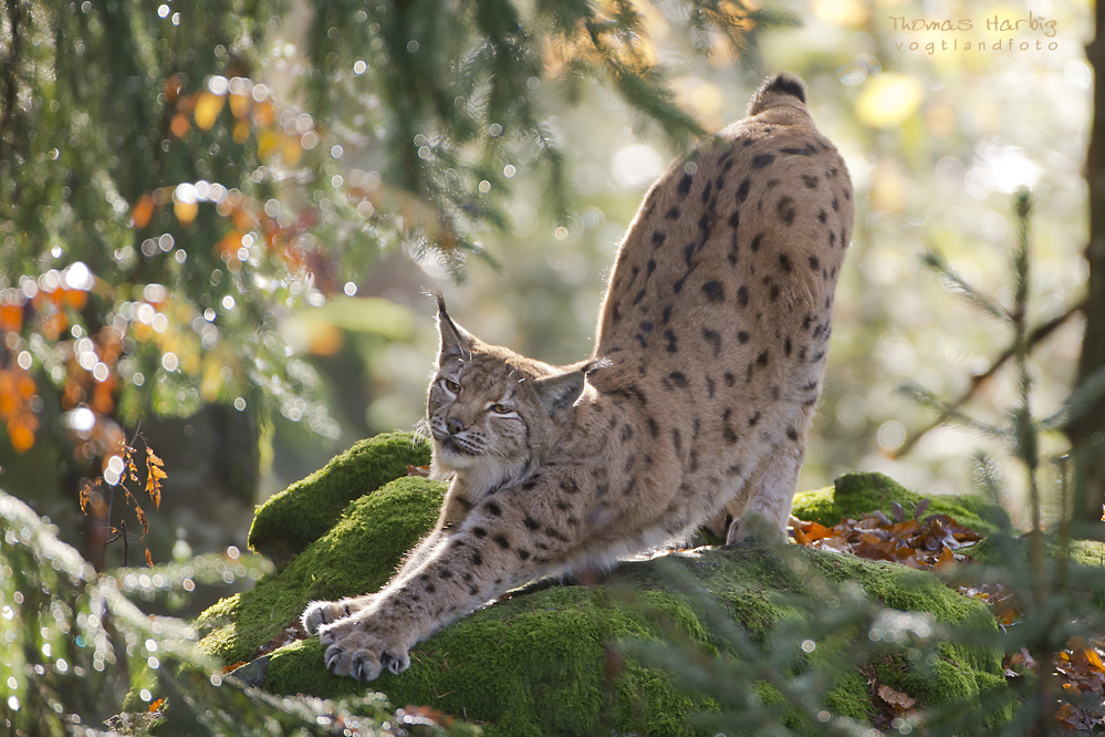 Luchs