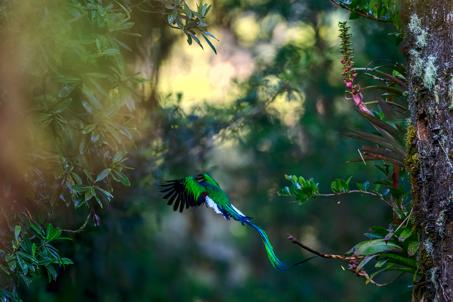 Abflug des Quetzals