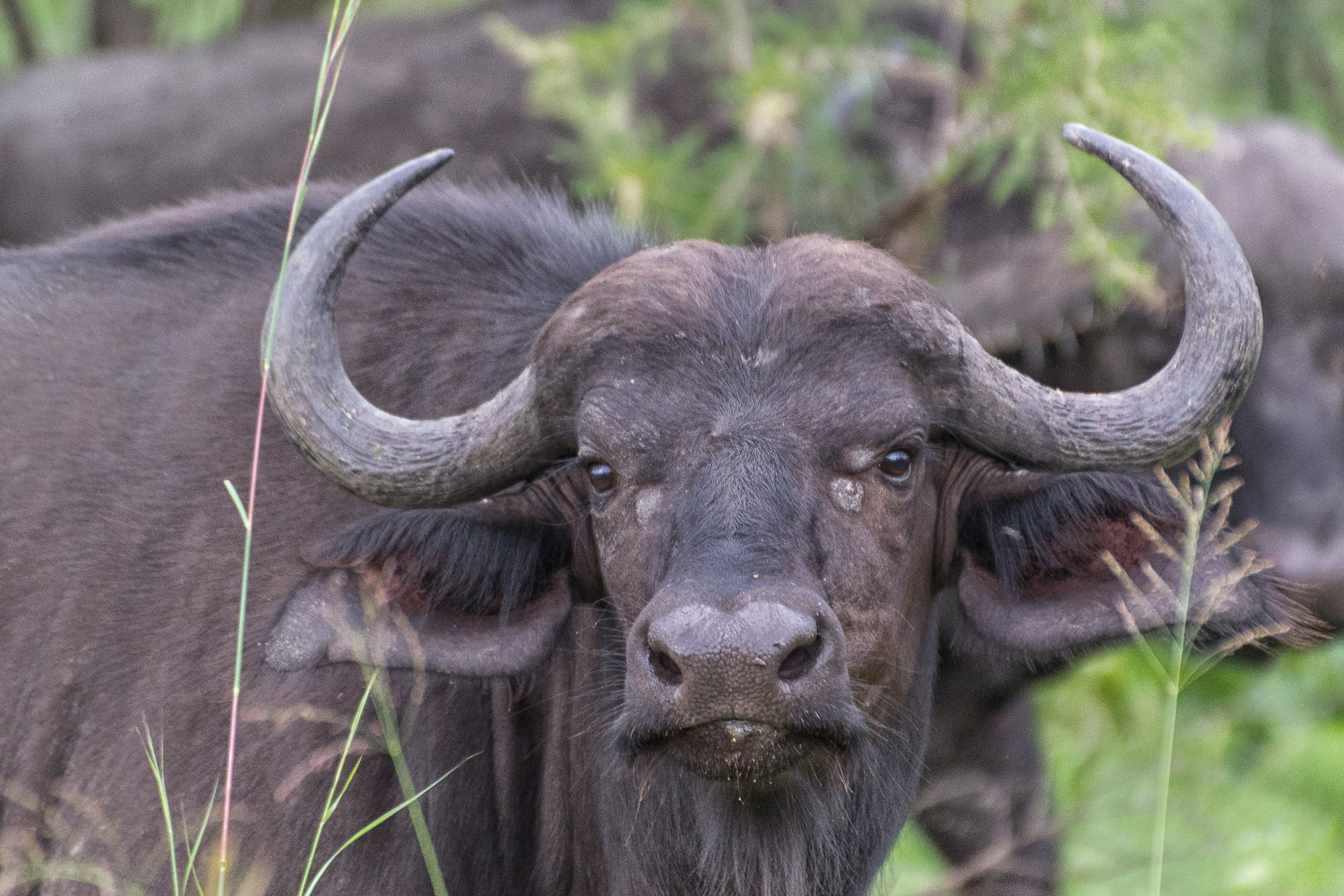 Kaffernbüffel im Krüger-Nationalpark