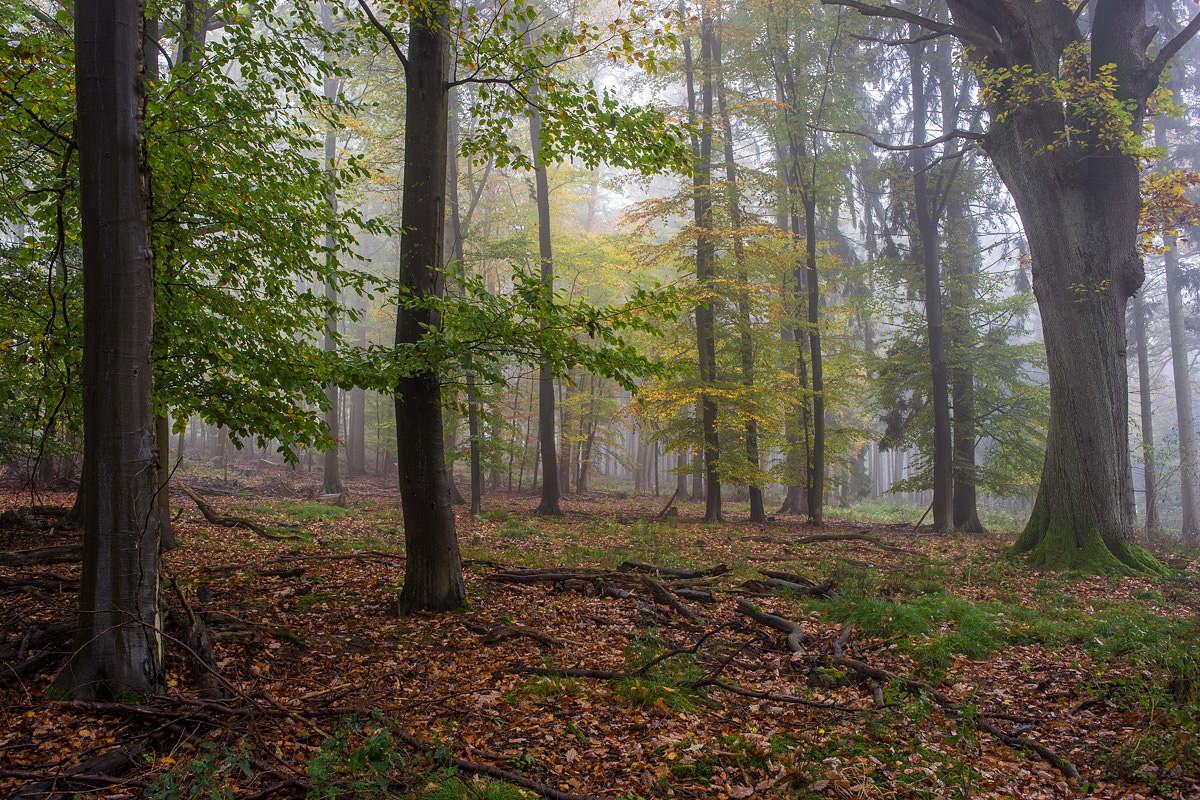 Herbstwald
