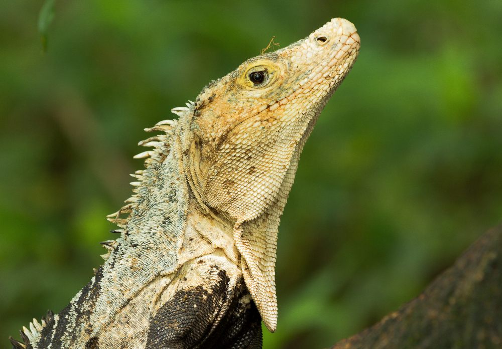 Leguan - Besuch der Mantis