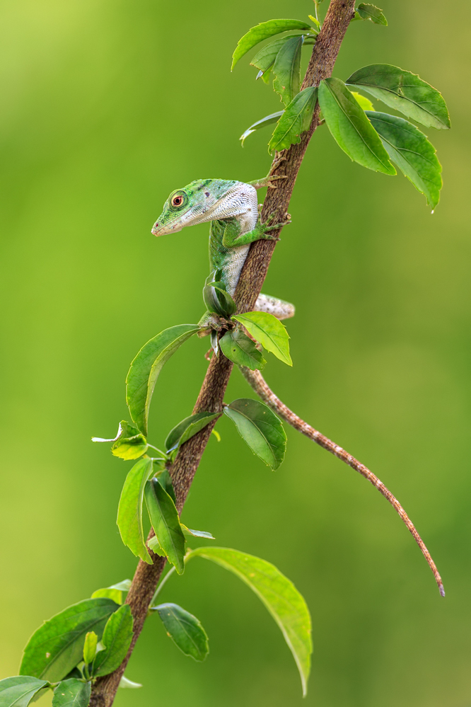 Grüner Leguan