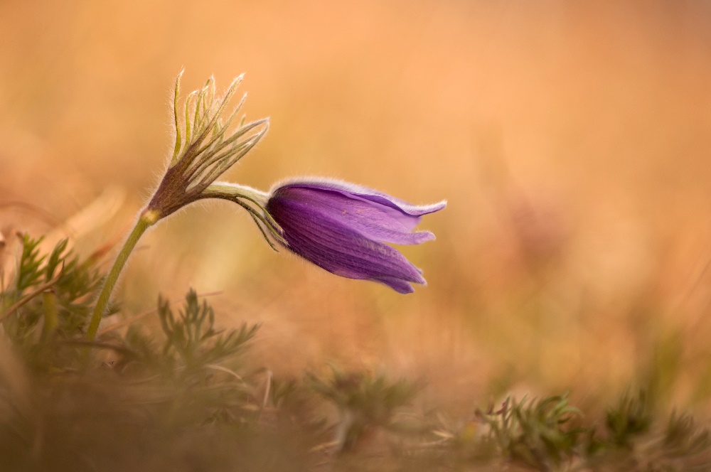 Kuhschelle (Pulsatilla vulgaris)