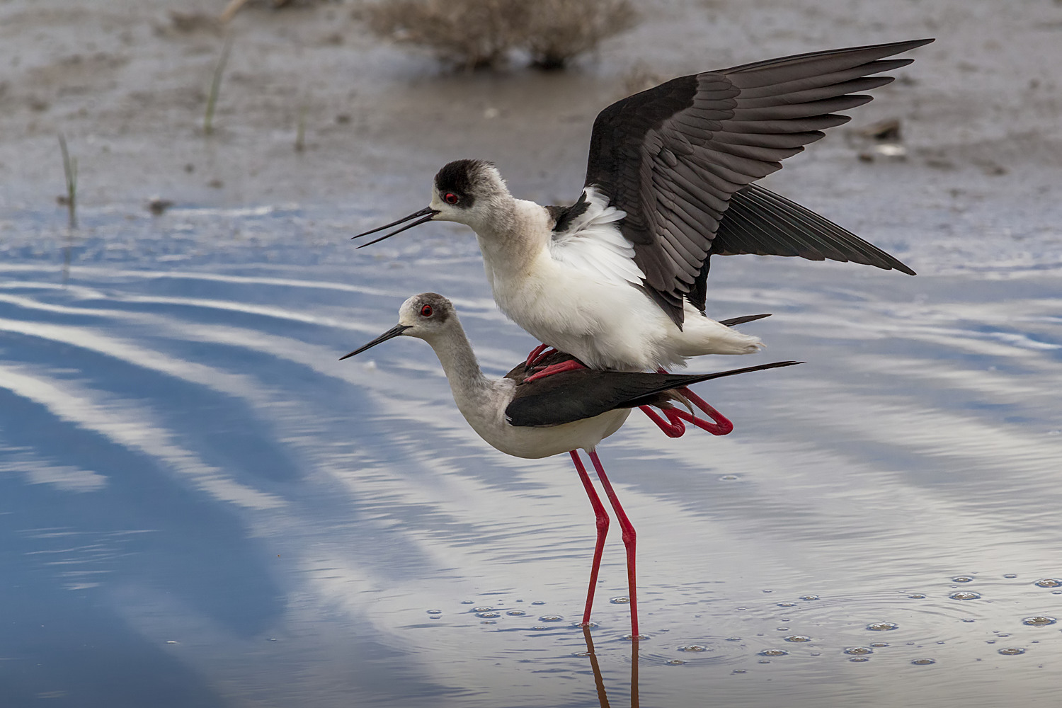 Paarung der Stelzenläufer (Himantopus himantopus)